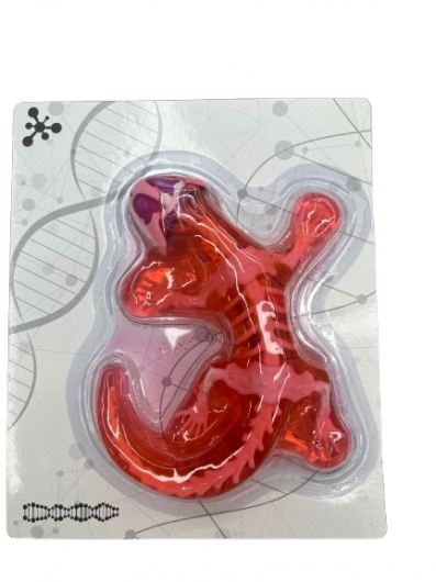 Набір для дослідів  Анатомія тварин, Ящірка